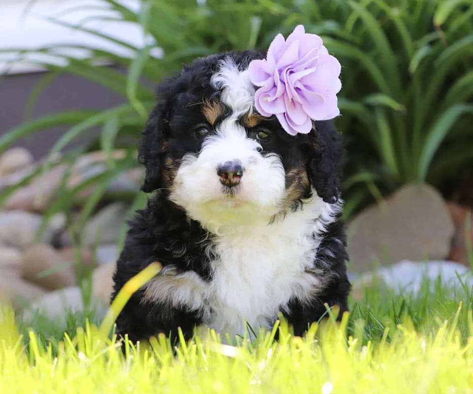 Bernedoodle Available