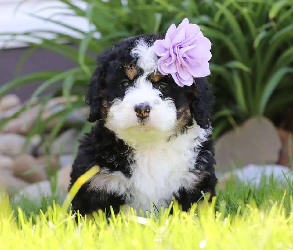 Bernedoodle Available