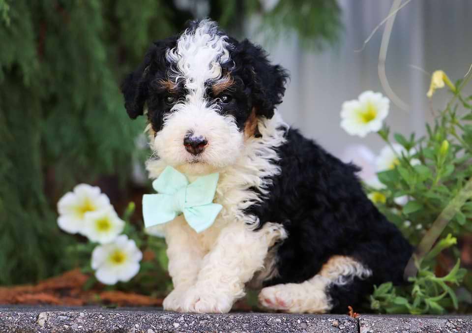 Available Bernedoodle