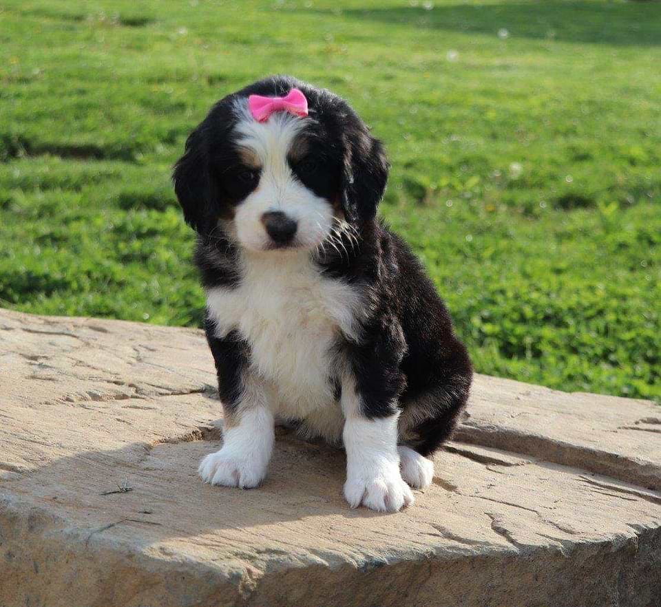 Available Bernedoodle