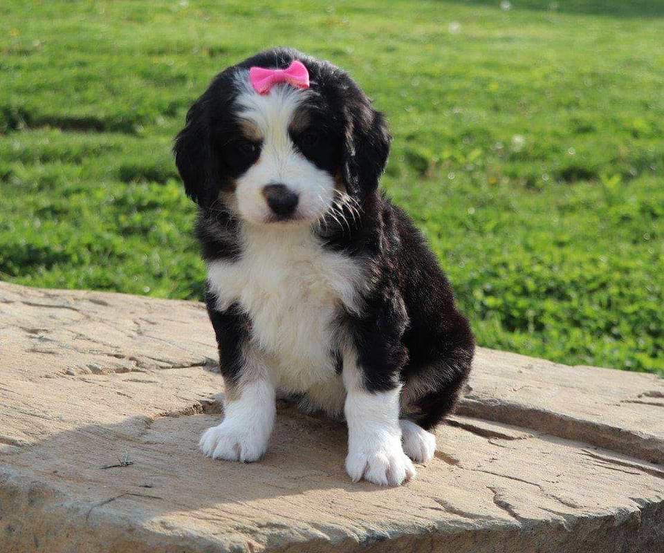 Available Bernedoodle