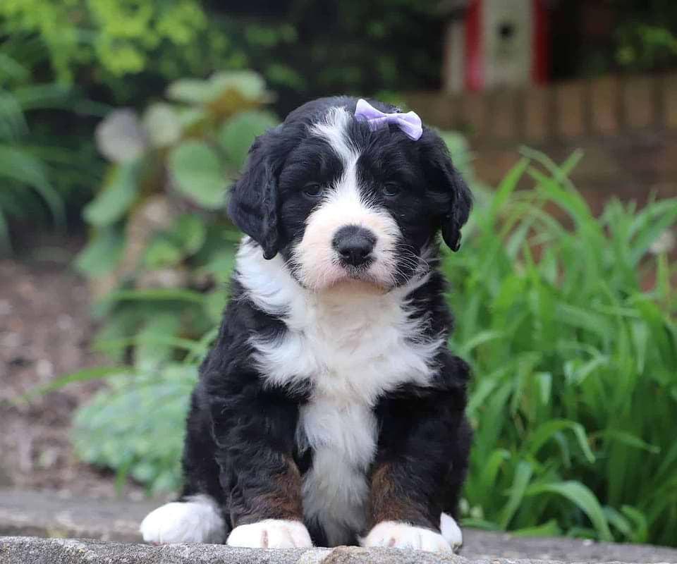 Available Bernedoodle