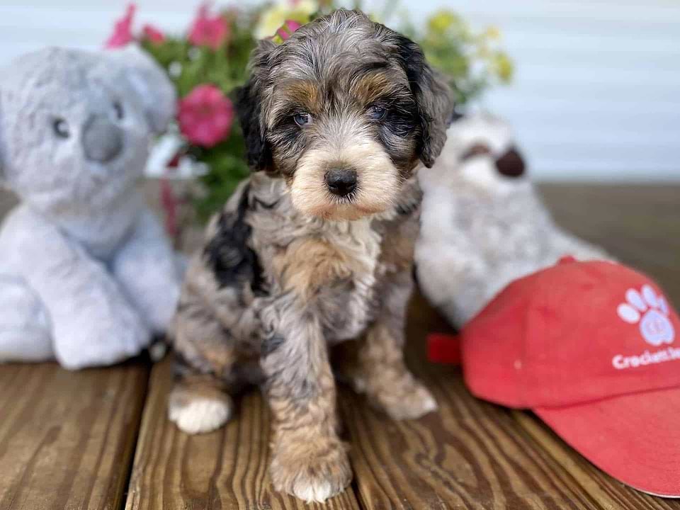 Bernedoodle Available