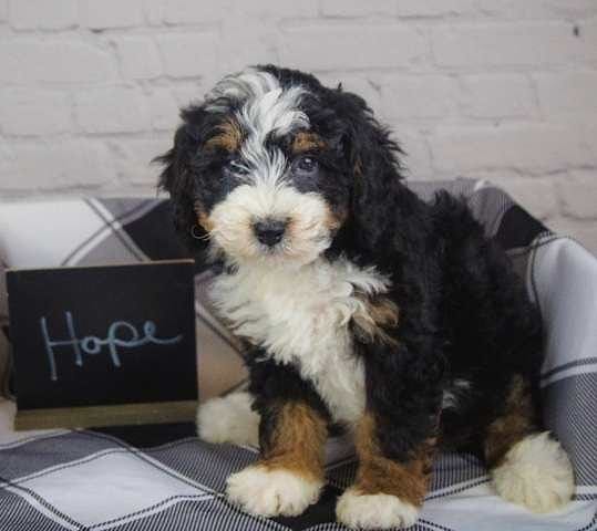 Bernedoodle Available