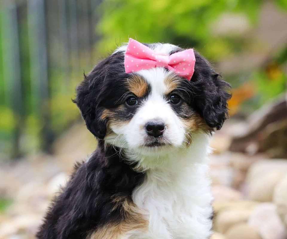 Cute Bernedoodle Available