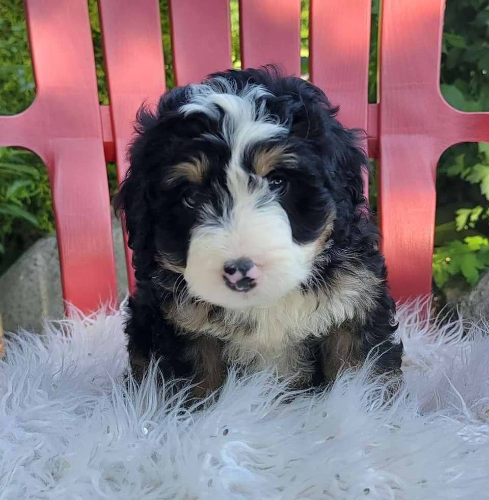 Cute Bernedoodle Available