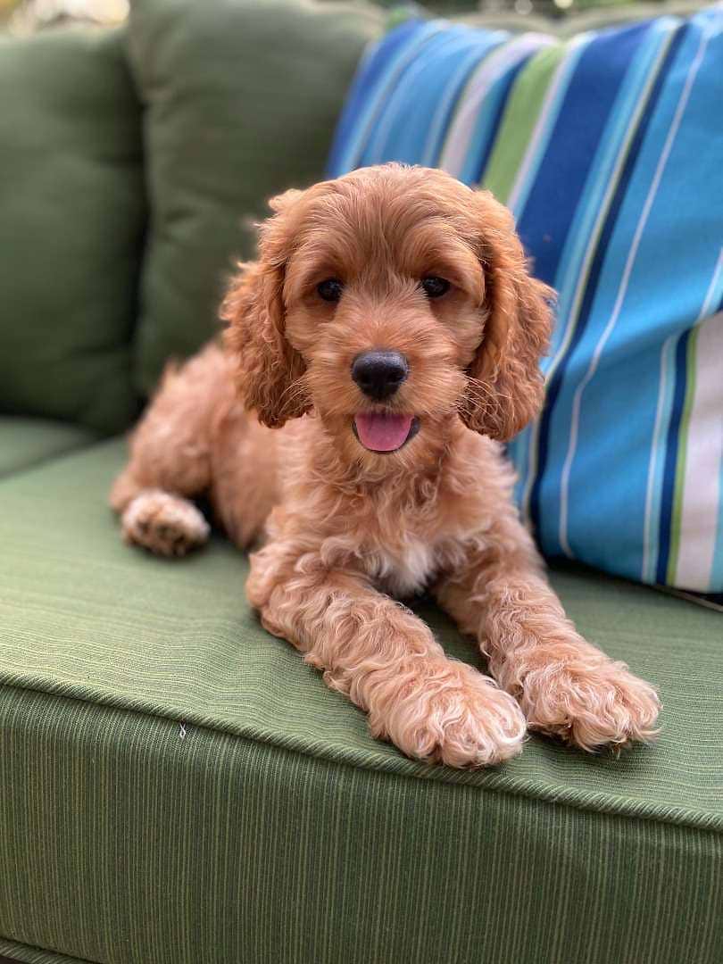 Available Cockapoo