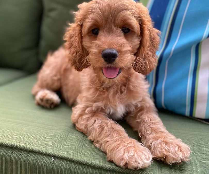 Available Cockapoo