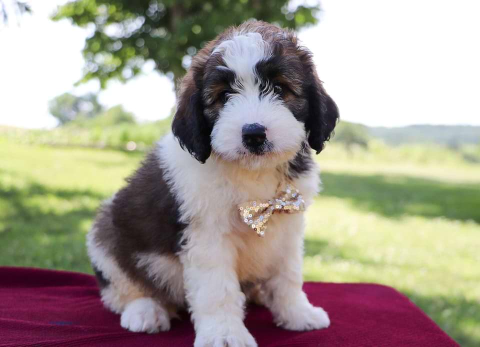 Saint Berdoodle Available