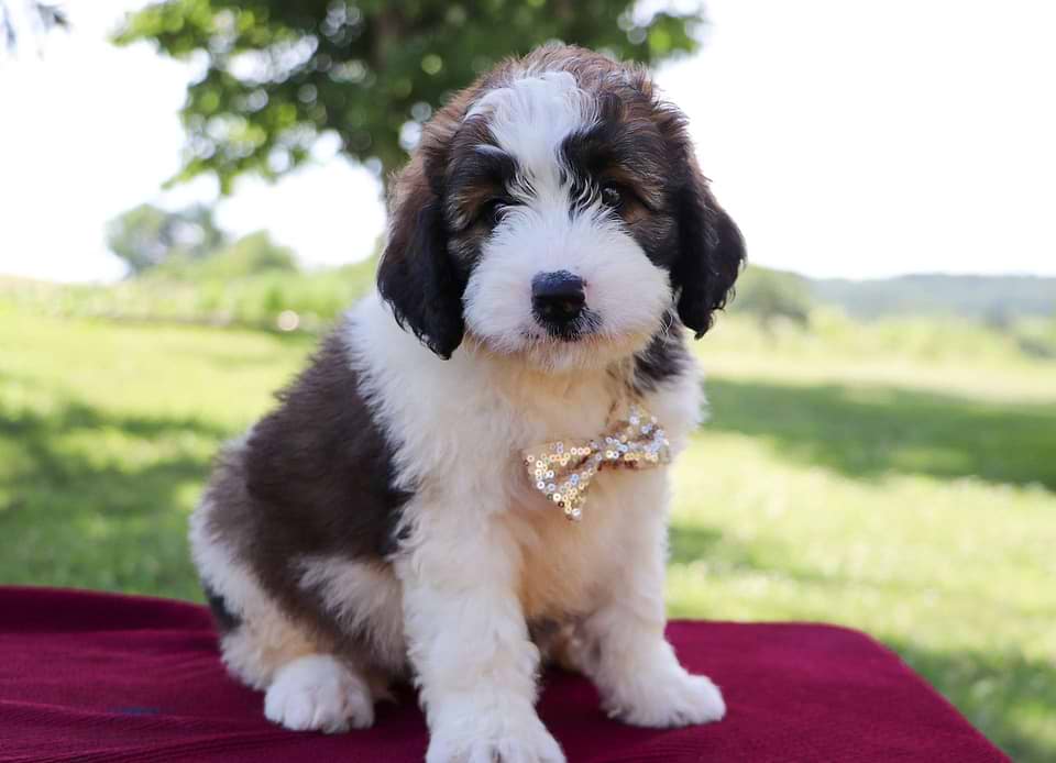 Saint Berdoodle Available