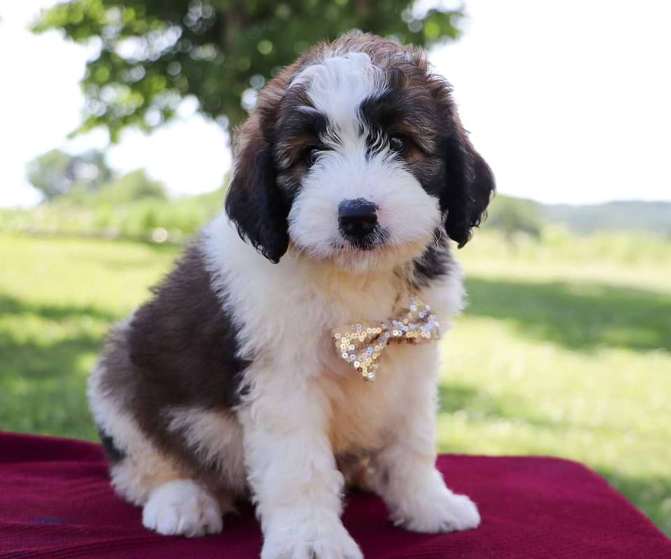 Saint Berdoodle Available
