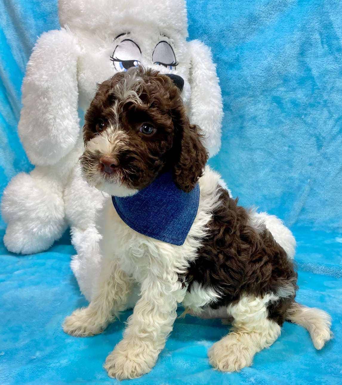 Available Springerdoodle