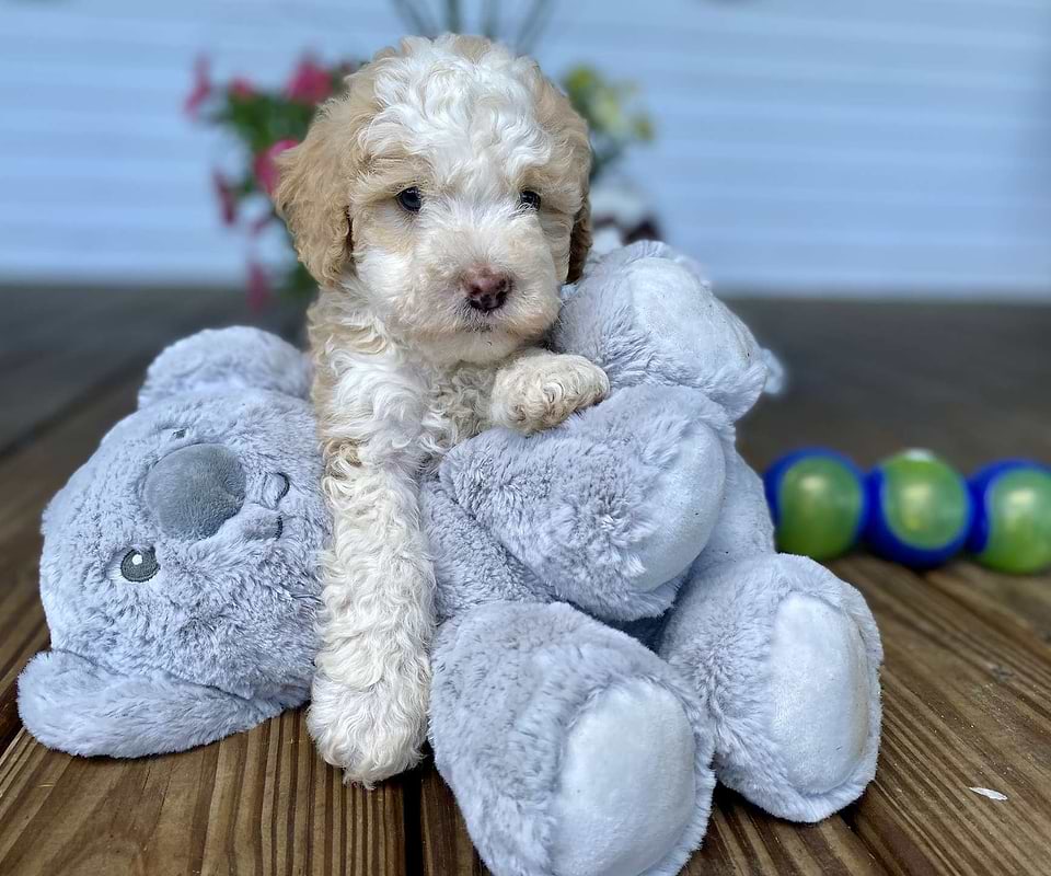Available Bernedoodle