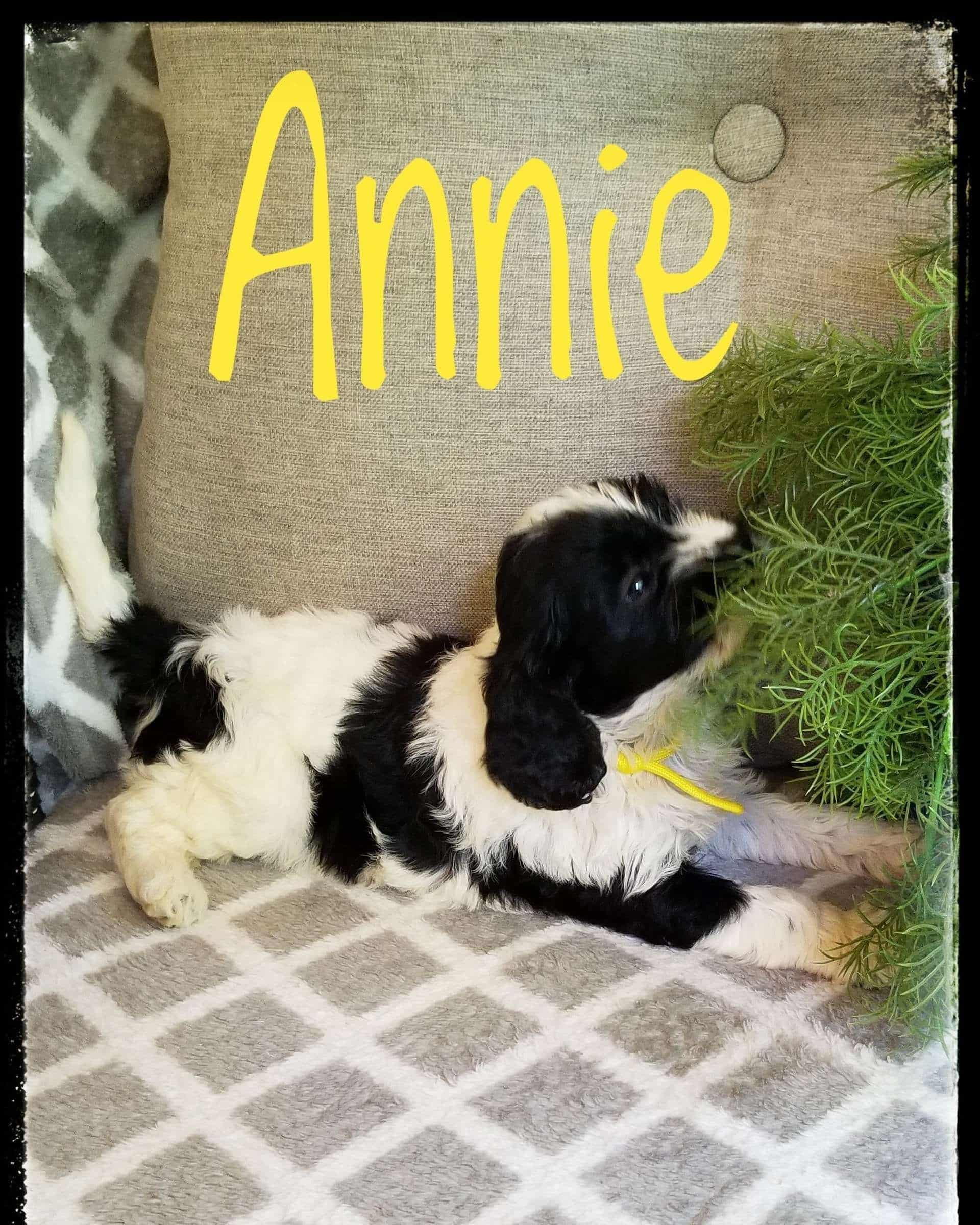 Available Cavapoo