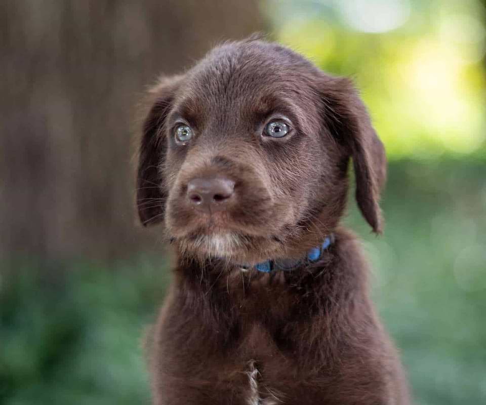 Available Labradoodle