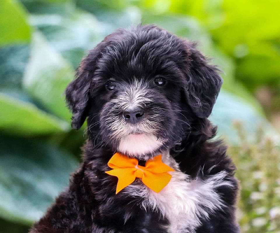 Sheepadoodle Available