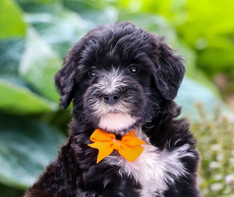 Sheepadoodle Available