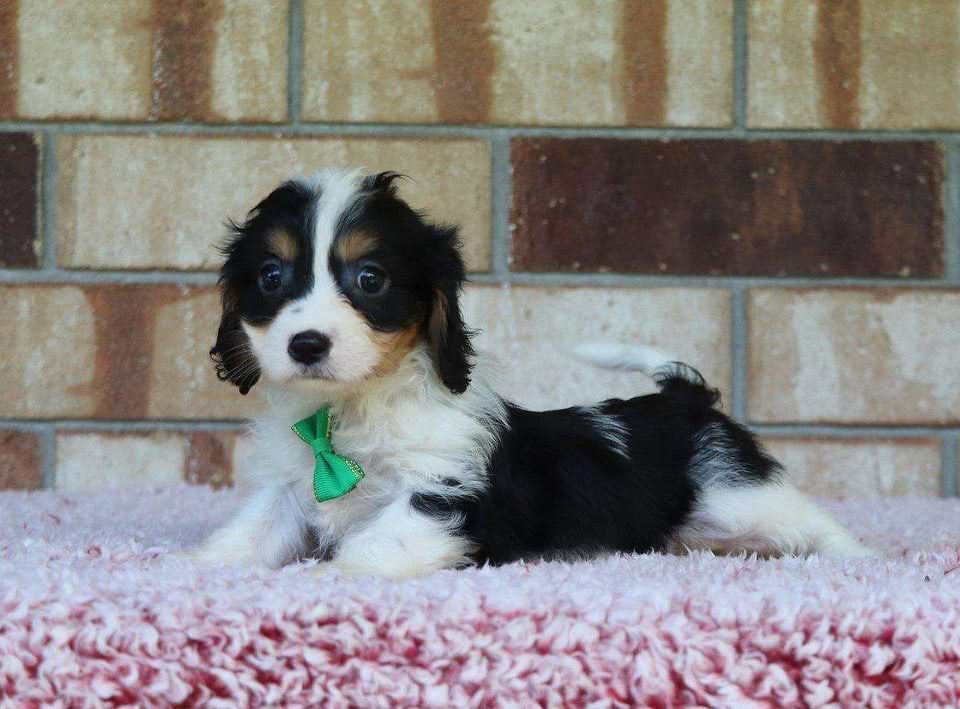 Available Cavachon