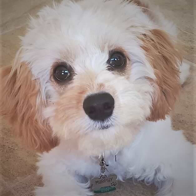 Adult Blenheim Cavachon from Crockett Doodles