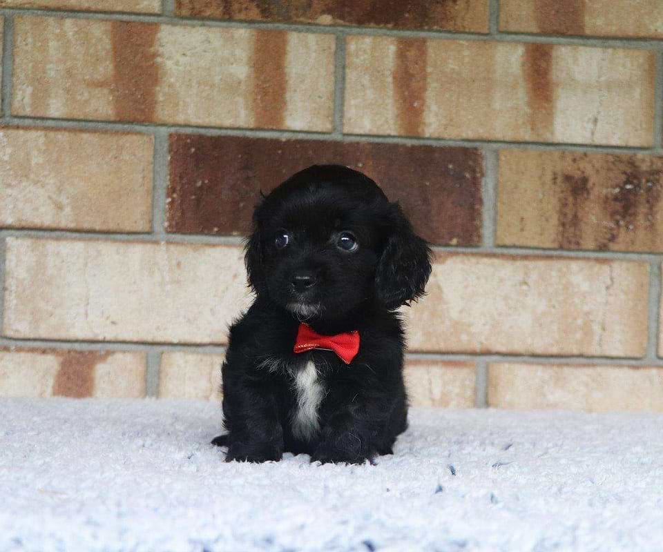 Available Cavachon