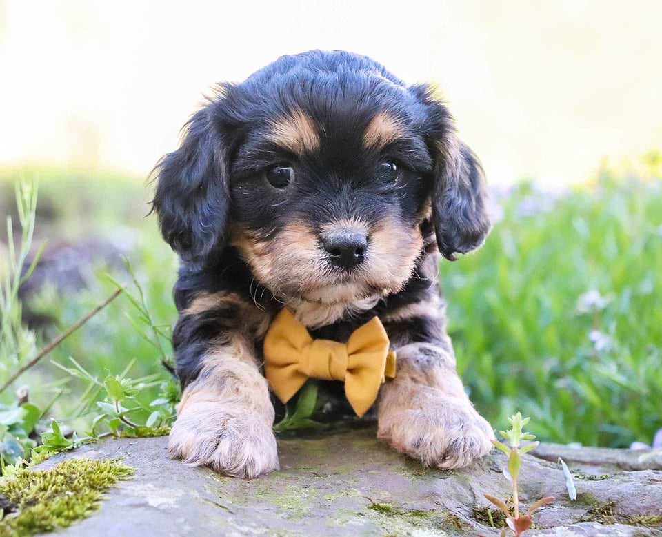 Cavachon Available