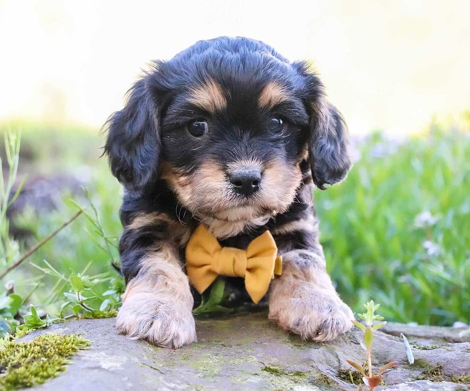 Cavachon Available