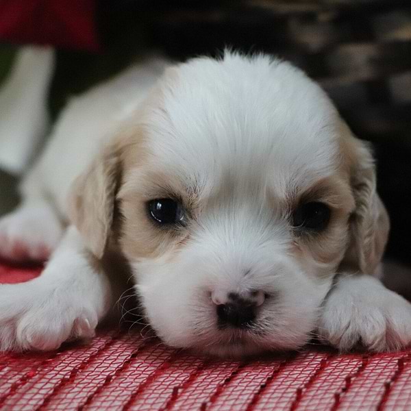 Cavachon Pup