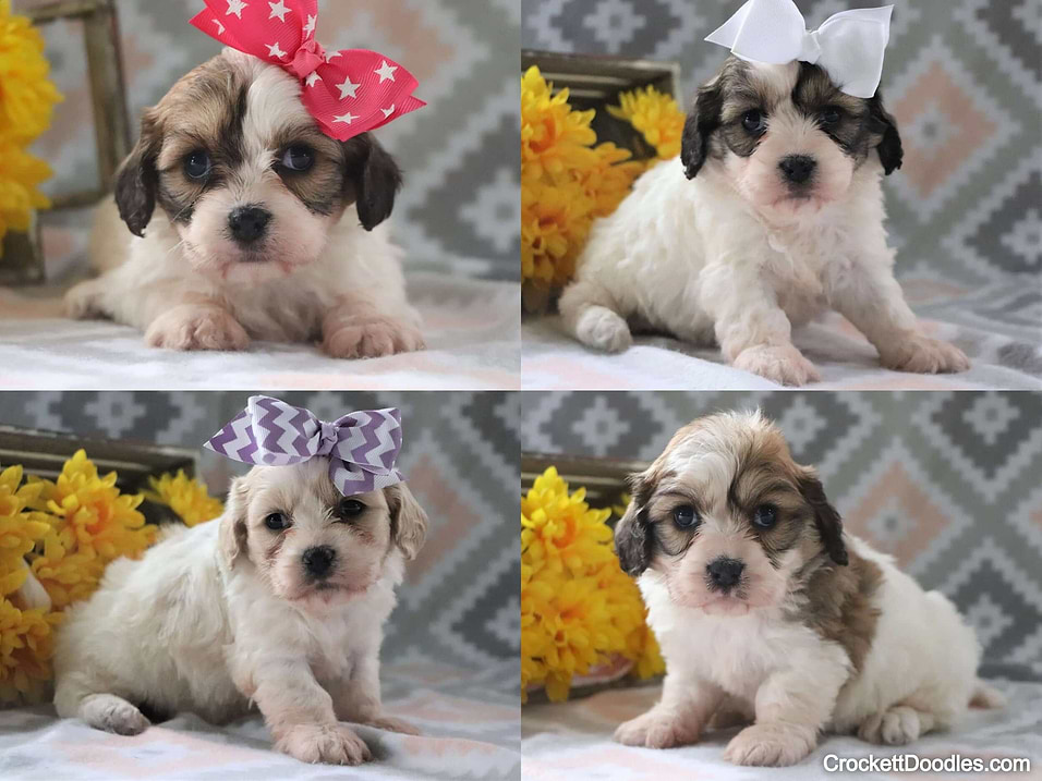 Former Cavachons Puppy Announcement