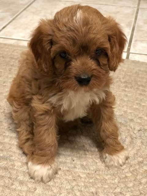Available Cavapoo