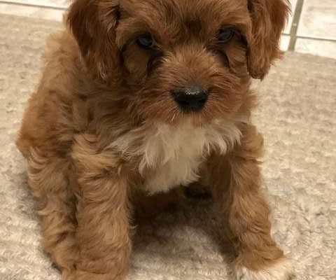 Available Cavapoo