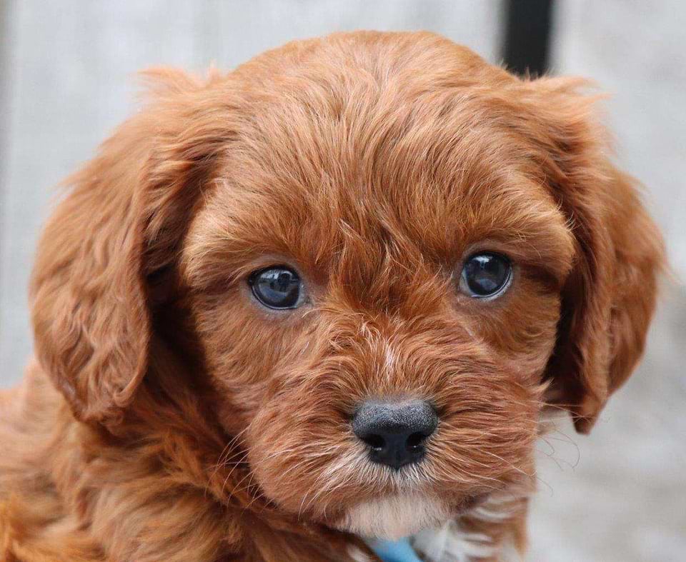 Available Cavapoo