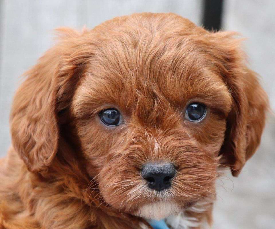 Available Cavapoo