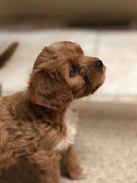 Available Cavapoo