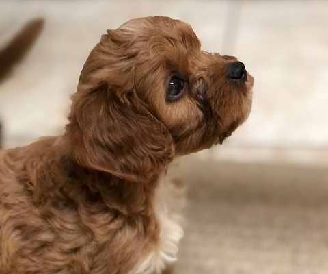 Available Cavapoo