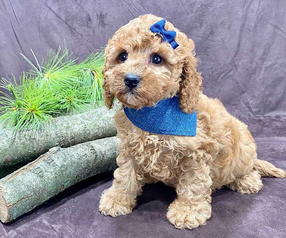 Available Cavapoo