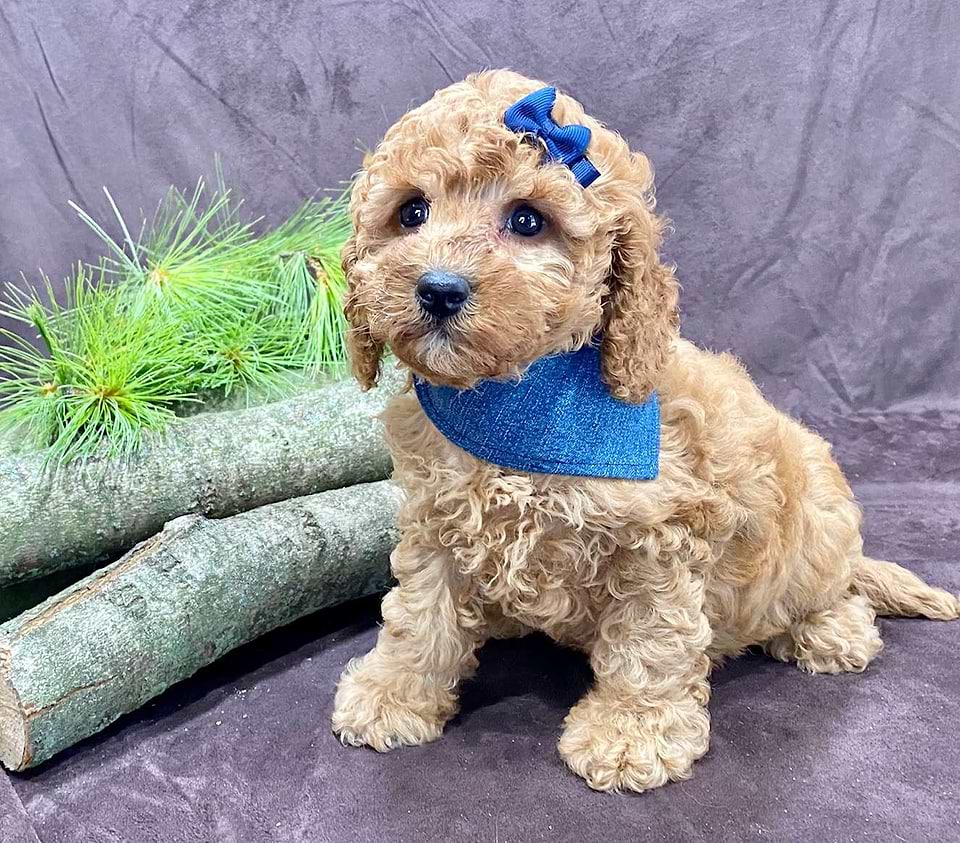 Available Cavapoo