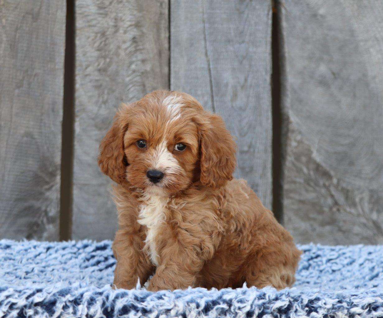 Cavapoo Available