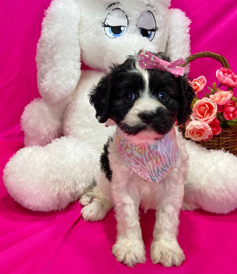 Available Cavapoo Pup