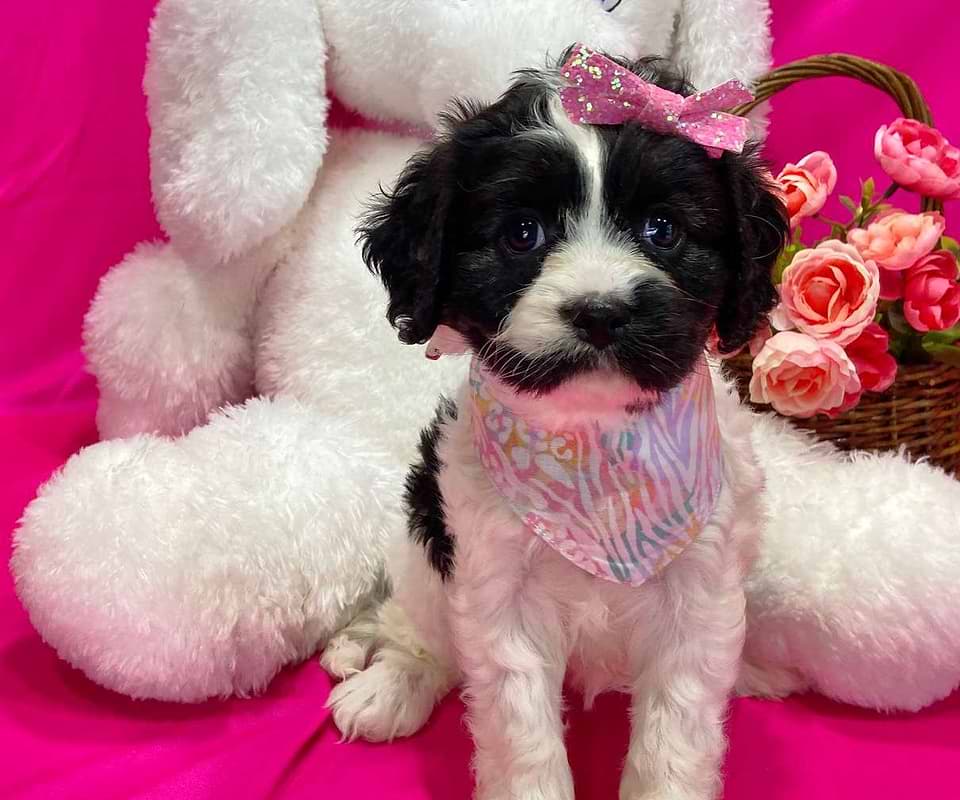 Available Cavapoo Pup