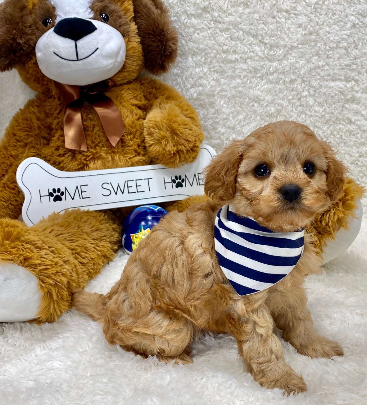 Available Cavapoo
