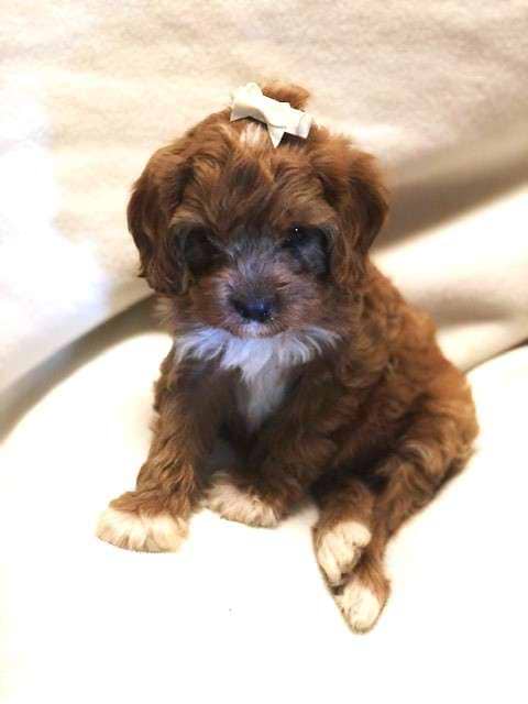 Cavapoo Available