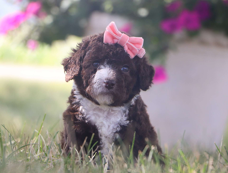 Cavapoo available