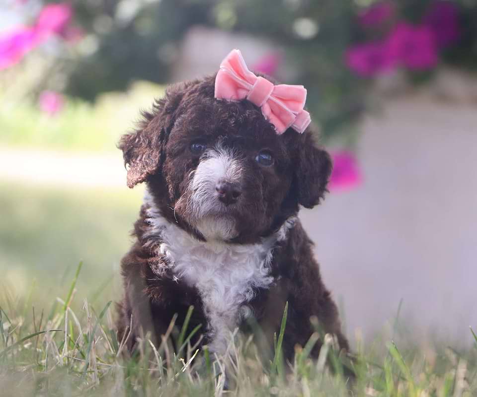 Cavapoo available