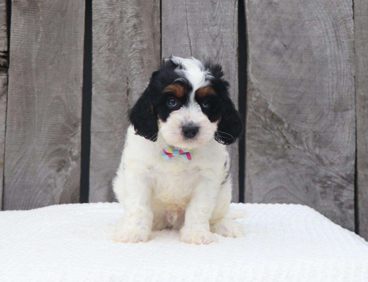 Best Memphis Cavapoos Available — Crockett Doodles