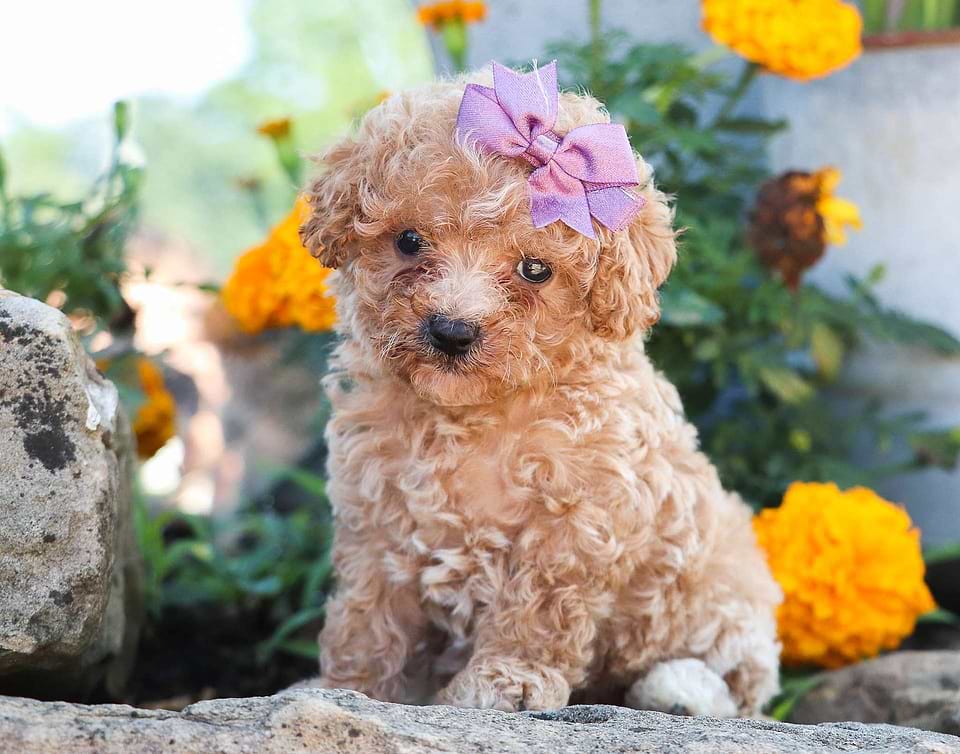 Available Cavapoo