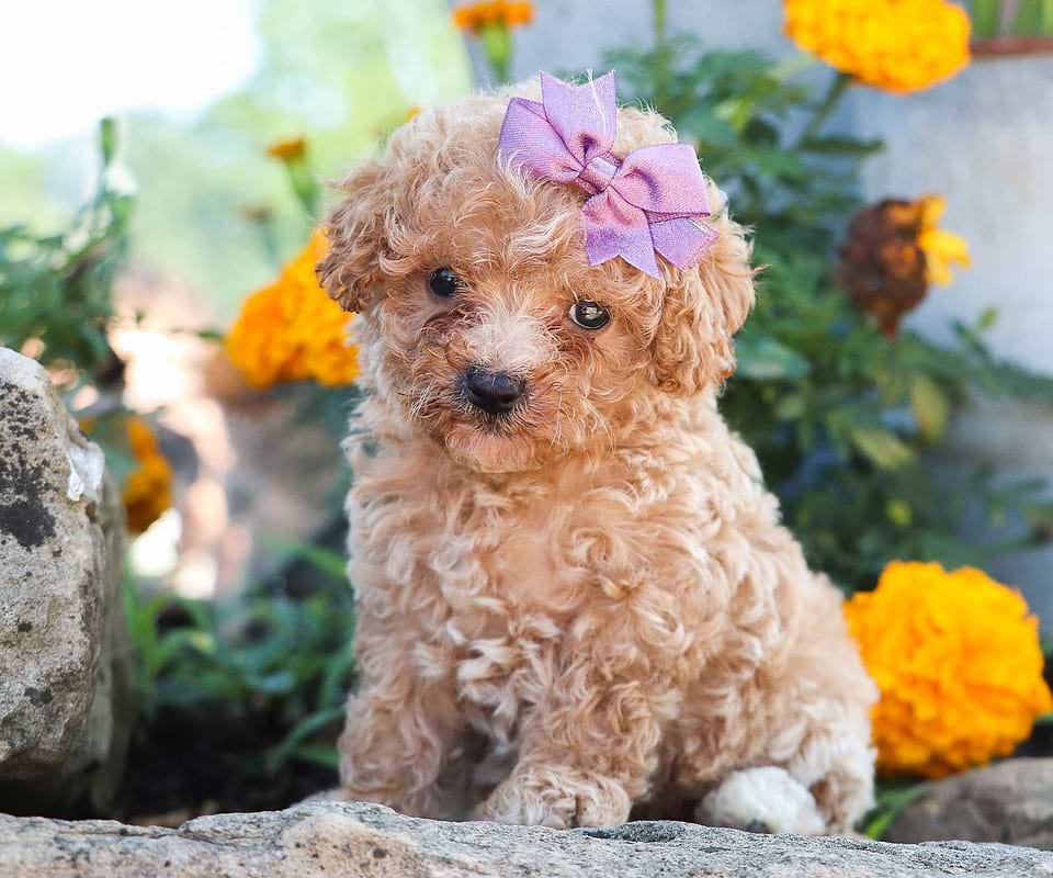 Available Cavapoo