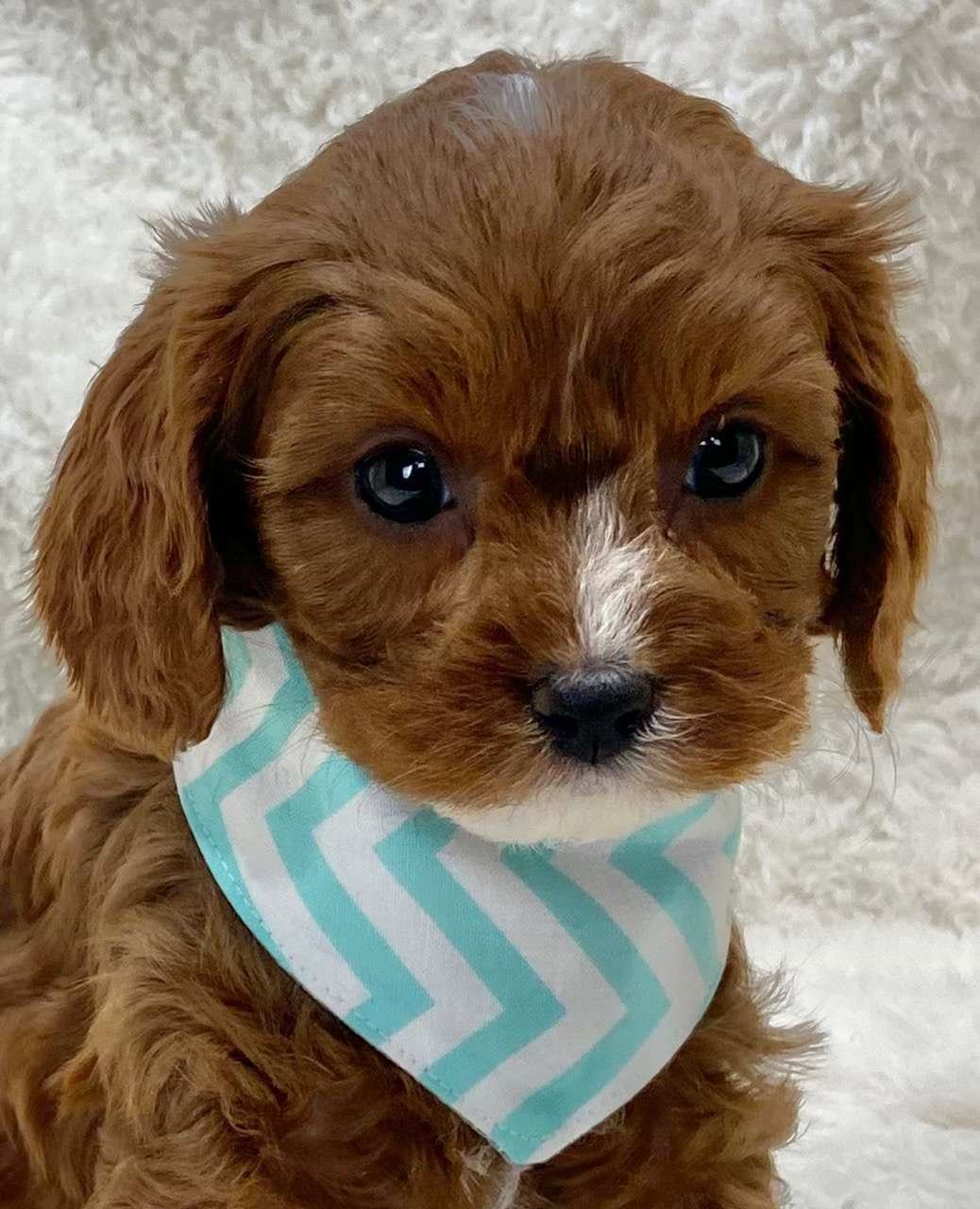 Available Cavapoo