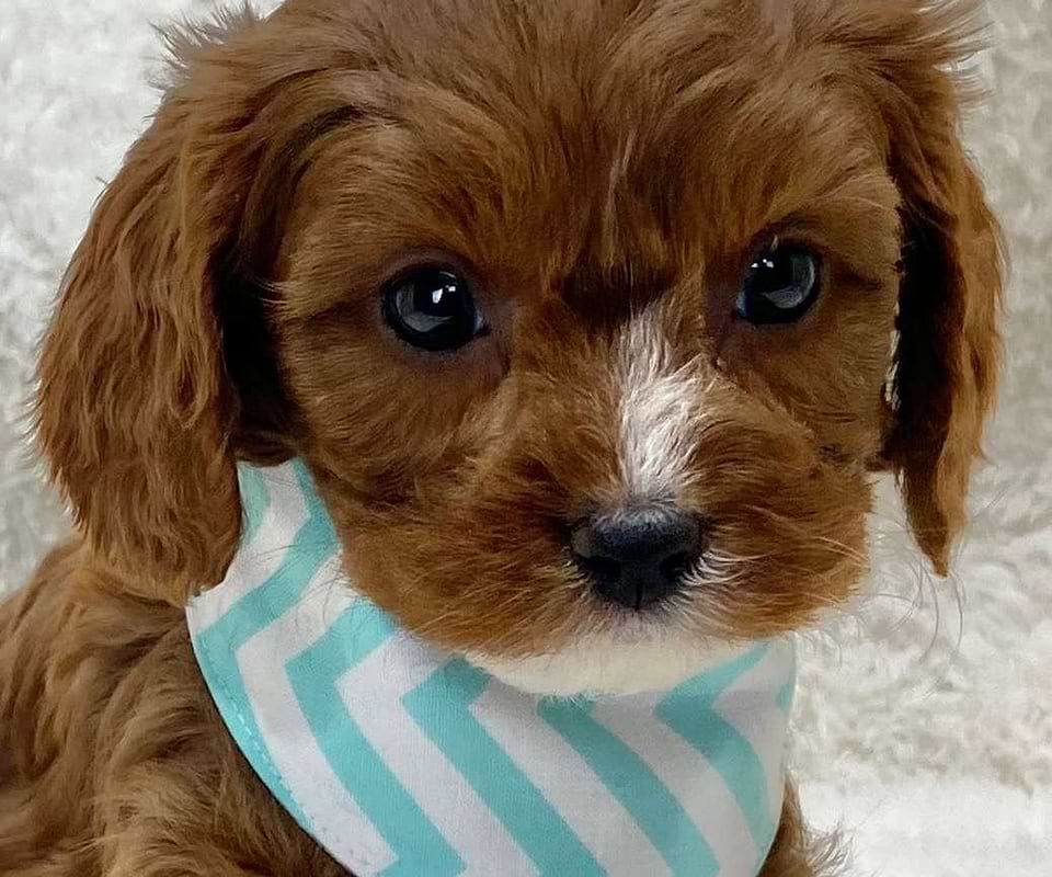 Available Cavapoo