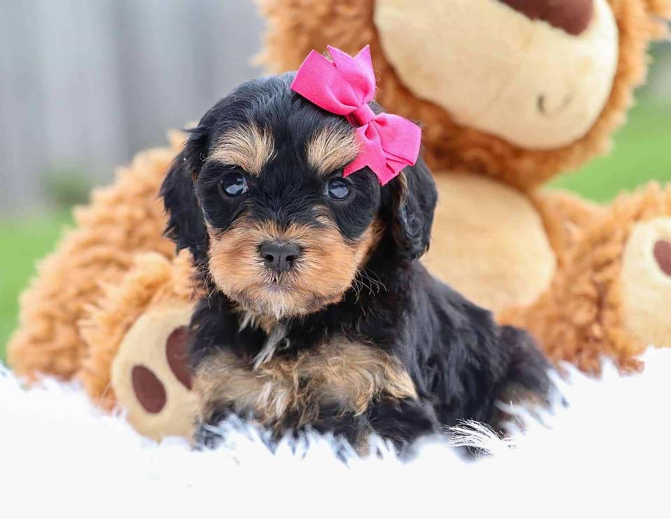 Cavapoo Available