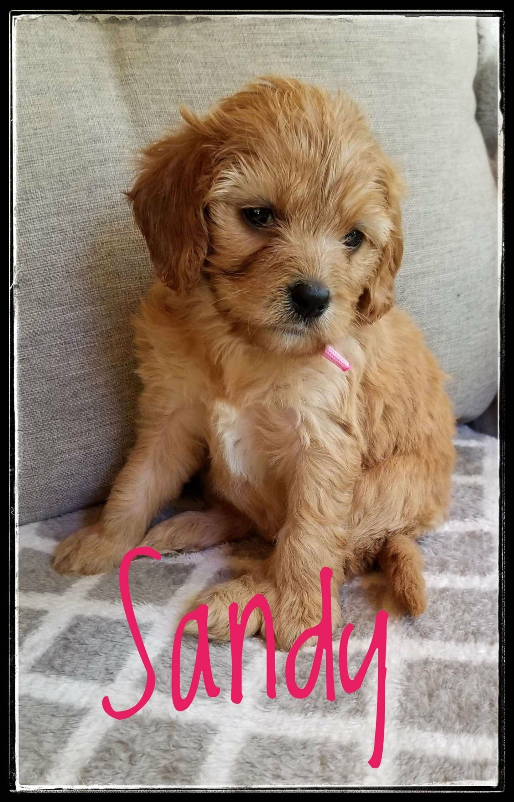 Cavapoo Available